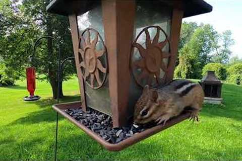 Backyard Animals at the Feeder - Oct 3, 2021