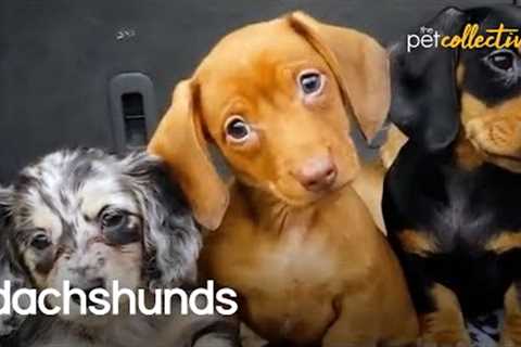 The Dependable World Of Dachshunds