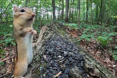 10 hour Forest Chipmunks - October 4, 2021