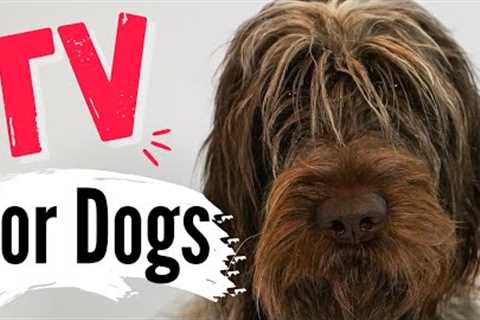 TV for Dogs | Dog Entertainment | ✌ CALM Dogs ? |  Dog TV - Videos For Dogs | Dog TV