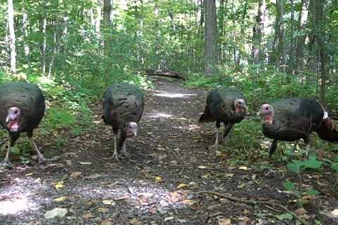 Turkey Family Hike - October 7, 2021