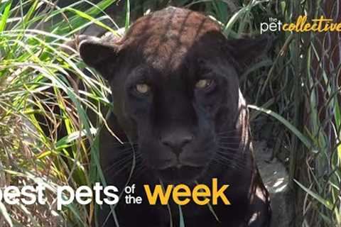 Super Cool Big Cat| Best Pets of the Week