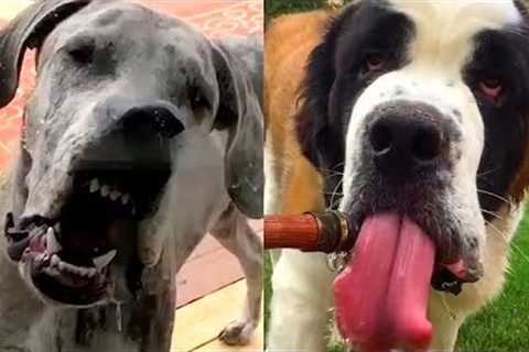 Who Wins: Great Dane vs Saint Bernard