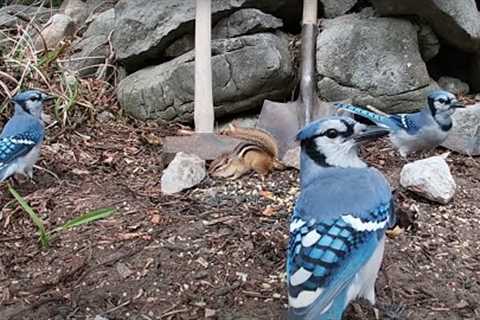 Backyard Brunch for Blue Jays and Munks - 9 Hours - Oct 10, 2021