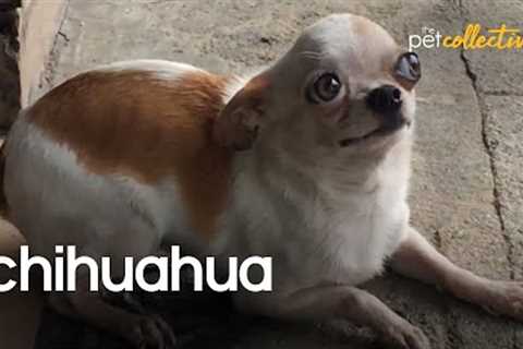 Chillin' Chihuahuas