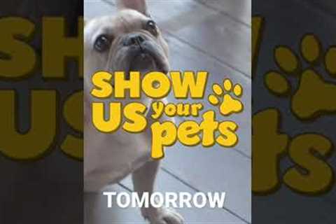 Show Us Your Pets! ? Matthew Lawrence and Cheryl Burke Teaser