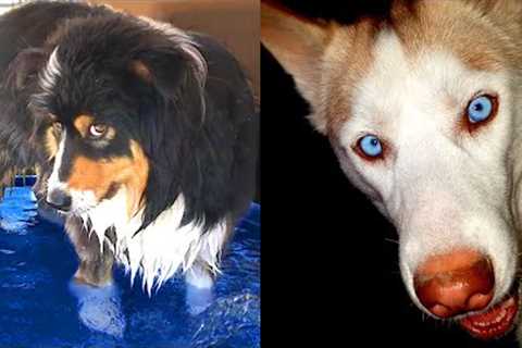 Who Wins: Husky vs Australian Shepherd