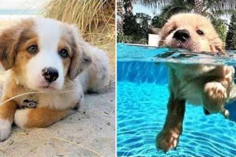 OMG CUTE BABY ANIMALS Videos Compilation CUTEST moment of the animals ? Cute Puppies #31