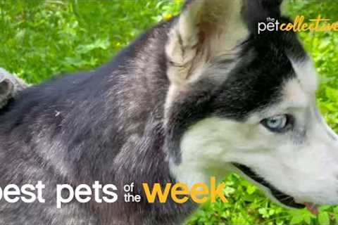 Get Off My Back | Best Pets of the Week