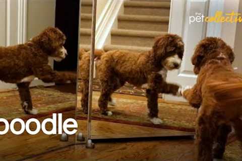 The Most Pampered Poodles