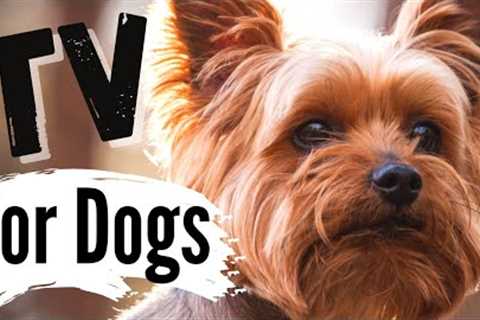 TV for Dogs | Dog Entertainment | ?SMALL DOGS☺ | Videos for Dogs ➡ Barking Sounds