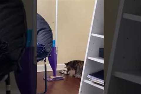 Cat drinks Water With Paw #shorts