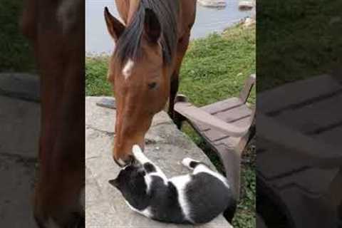 Horse And Cat Are Best Friends #shorts