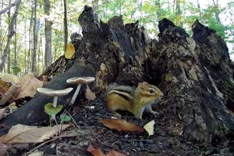 Autumn Stump With Mushrooms - October 21, 2021