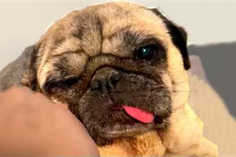 Adorable Derpy Pug | Funny Pet Videos