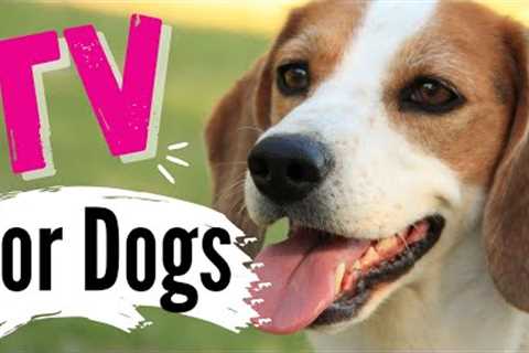 TV for Dogs | Dog Entertainment | ⚾DOGS AT THE PARK ? | Videos for Dogs To Watch | Dog TV