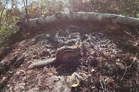 Fallen Tree - October 22, 2021