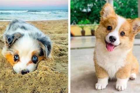 OMG CUTE BABY ANIMALS Videos Compilation CUTEST moment of the animals ? Cute Puppies #33