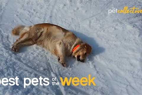 Slip Sliding Away | Best Pets of the Week