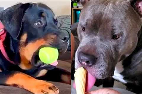 Who Wins: Rottweiler vs Pit Bull