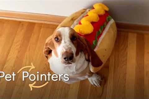 Comfy Pet Costume Tips | Pet Pointers