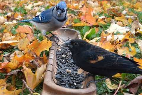 Autumn Leaves - Birds and Squirrels Trough Feeder - October 25, 2021