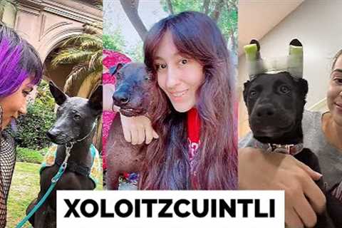 NEW Xoloitzcuintle Compilation (CUTE & FUNNY MOMENTS) | Xolo The Mexican Hairless Dog ?