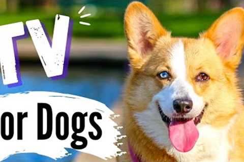 TV for Dogs | Dog Entertainment |?DOGS on VACATION?| Videos for Dogs To Watch | Dog TV