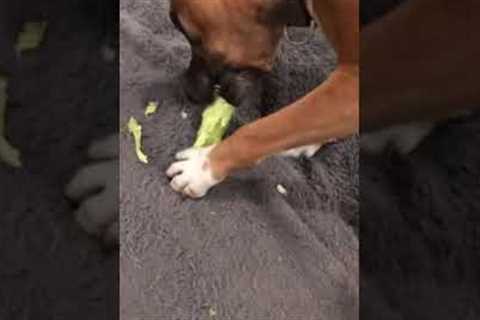 Cute Dog Eats Broccoli #shorts