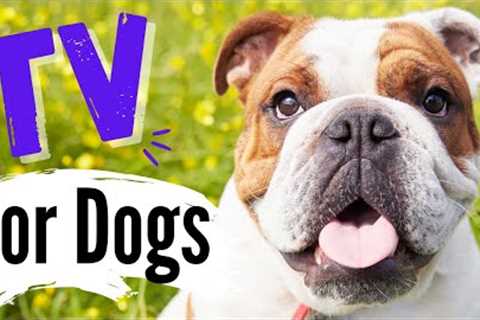 TV for Dogs | Dog Entertainment |?BULLDOGS?| Videos for Dogs To Watch | Dog TV