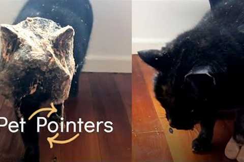 The Best Pet Pointers Of The Month (October 2021)