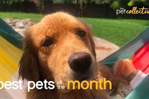 Best Pets of the Month (October 2021)