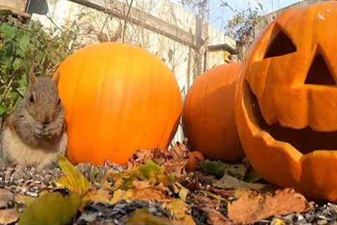 Happy Halloween!!  - Squirrels and Pumpkins for CATS - October 31, 2021