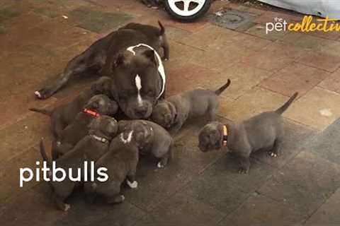 The Best Pit Bulls