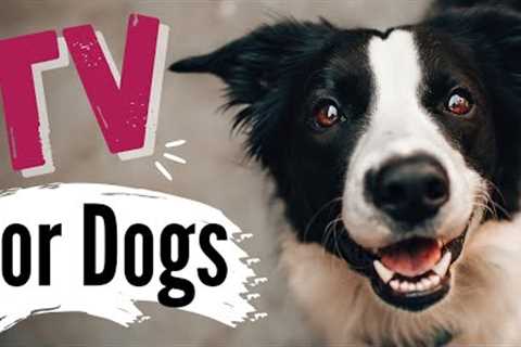 TV for Dogs | Dog Entertainment | ?DOGS ON AN ADVENTURE? | Videos for Dogs To Watch