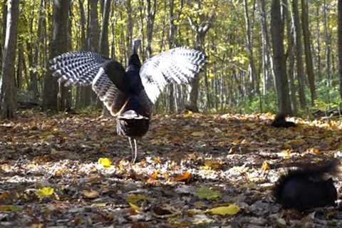 10 Hours - Autumn Colours - Turkeys and Birds for CATS - November 1, 2021