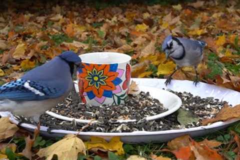 Jays and Squirrels - Dinner Party for CATS - November 2, 2021