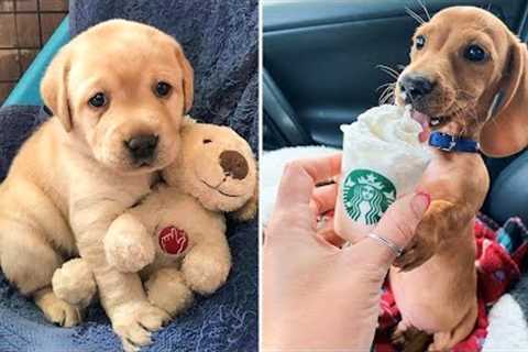 ?Cute Puppies Doing Funny Things 2021? #3 Cutest Dogs