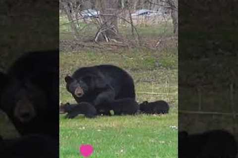 Baby Bears and Their Mama!