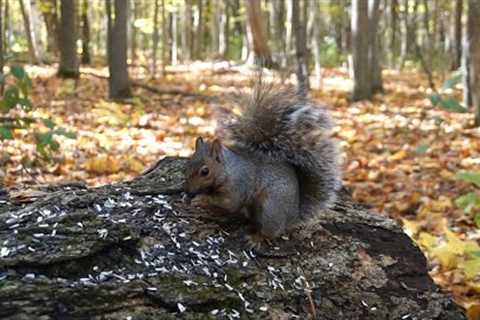 10 Hours - Forest Squirrels - November 4, 2021