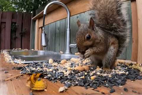 Outdoor Kitchen for CATS - November 3, 2021