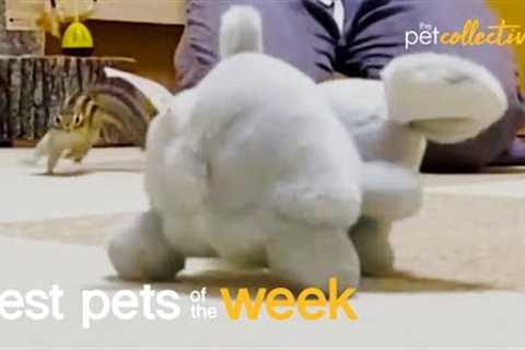 Attack Of The Chipmunk | Best Pets of the Week