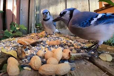 Backyard Birds and Squirrels - 10 Hours - Nov 6, 2021