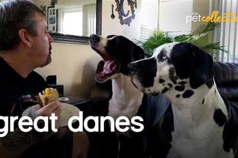 The Greatest Great Danes