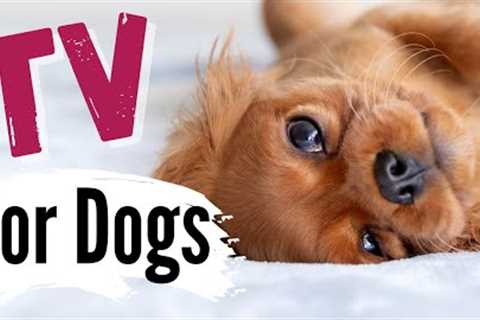 TV for Dogs | Dog Entertainment | ? LOVABLE DOGS ?  | Videos for Dogs To Watch | Dog TV