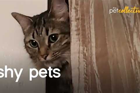 Super Shy Pets