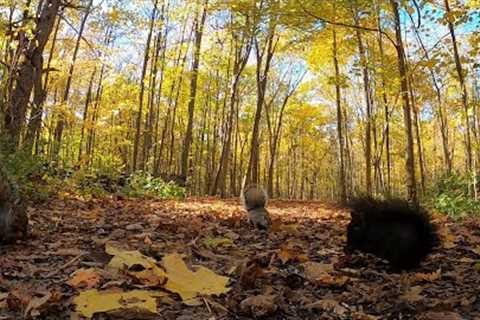 Autumn Forest Squirrels -  Nov 9, 2021