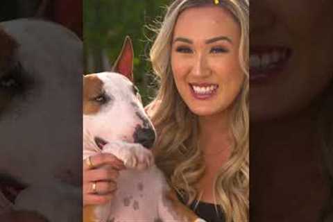 Show Us Your Pets with @LaurDIY and Mini Bull Terrier Moose! ??