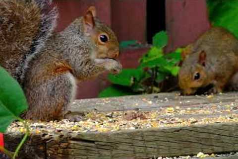 Grey Squirrels, Black Squirrels and Chipmunks - November 10, 2021