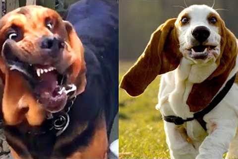 Who Wins: Bloodhound VS Basset Hound